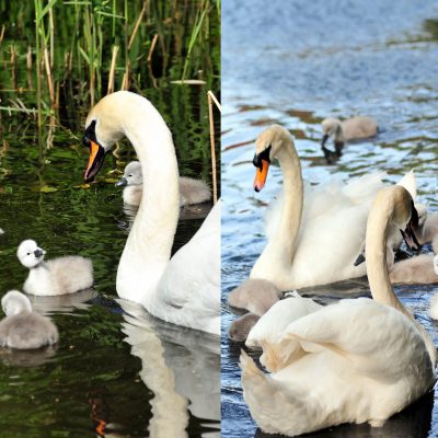 Artist Photo Series: Donna Clifford: 4th and 22nd May (Cygnets)