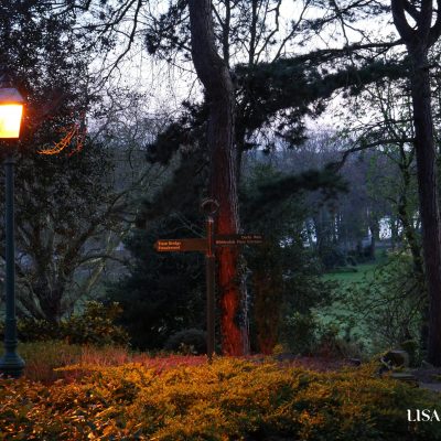 Artist Photo Series: Lisa Brown: Avenham Park After Sunset