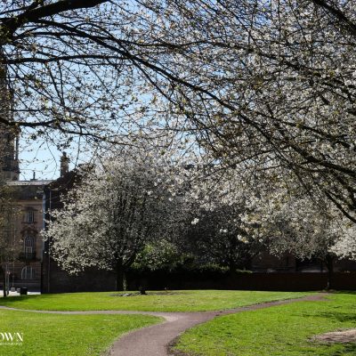 Artist Photo Series: Lisa Brown: Crooked Lane Blossom Trees