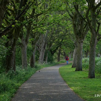 Artist Photo Series: Lisa Brown: Frenchwood Boulevard