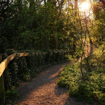 Artist Photo Series: Lisa Brown: Haslam Park Woodland