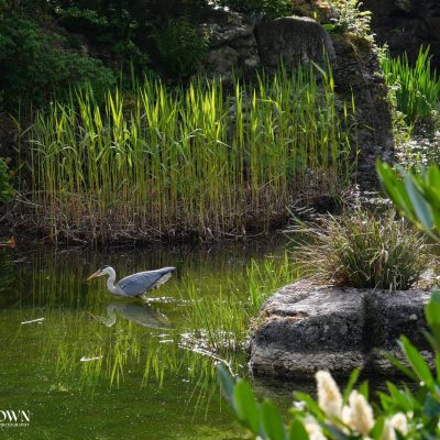 Artist Photo Series: Lisa Brown: Patient Fisherman, Japanese Garden